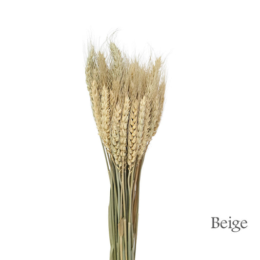 Dried Wheat #DFO17