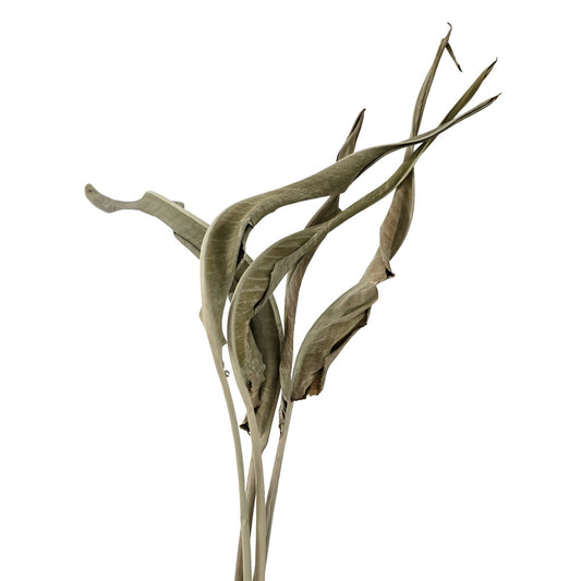 Dried Bird of Paradise Leaves #DFO21