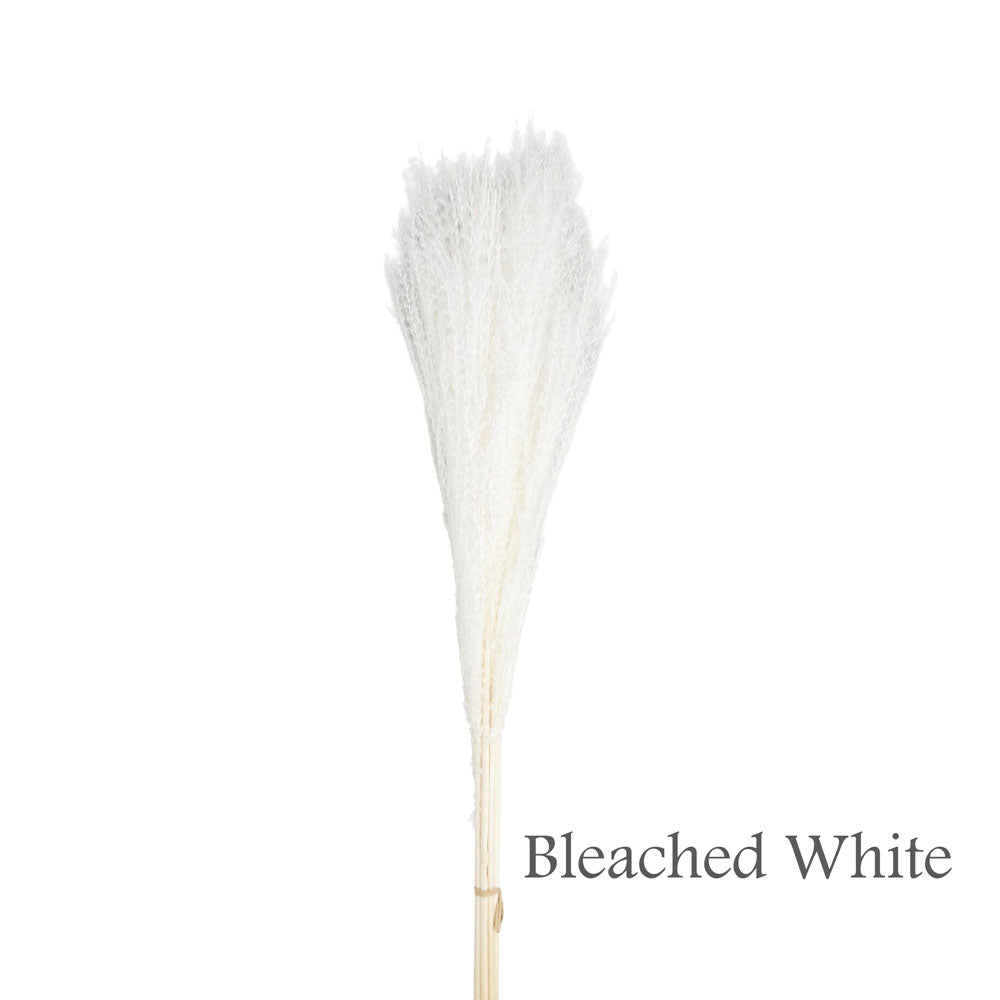 Dried Silver Grass #DFO26