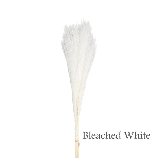 Dried Silver Grass #DFO26