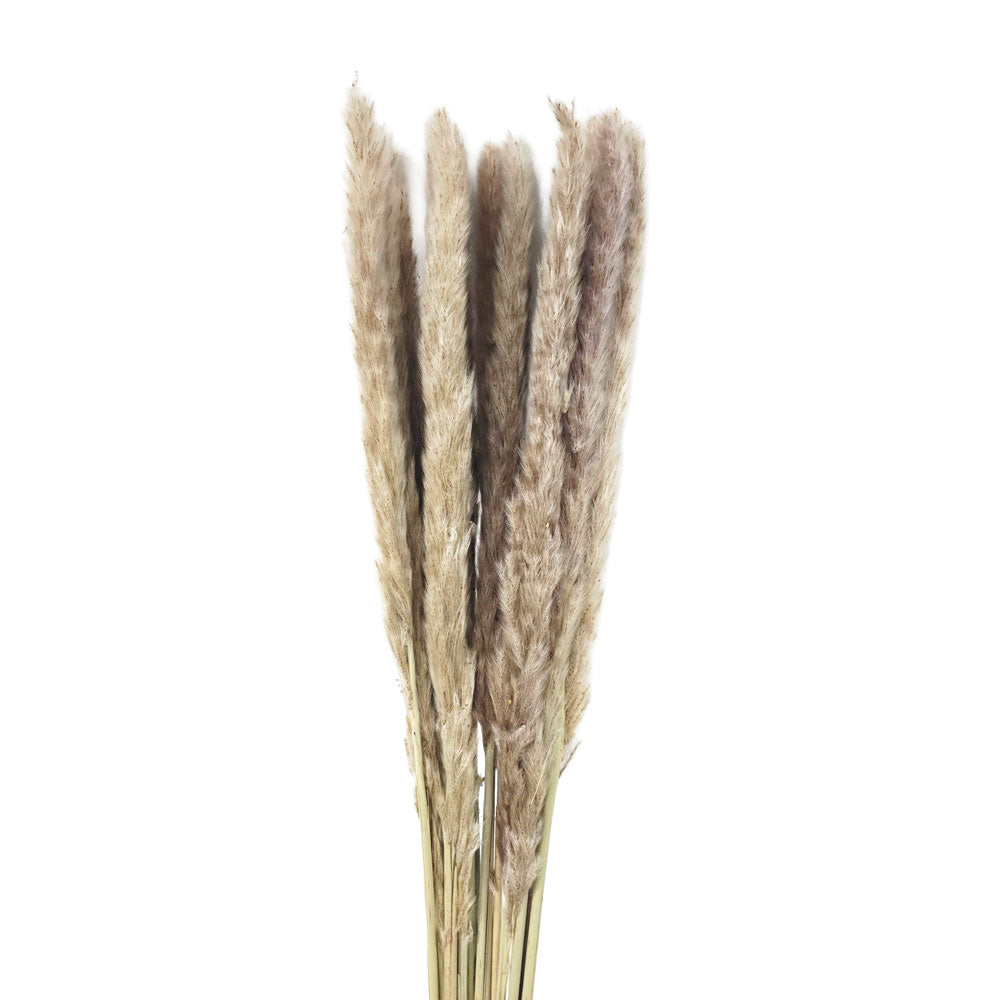Dried Mini Pampas #DFO28