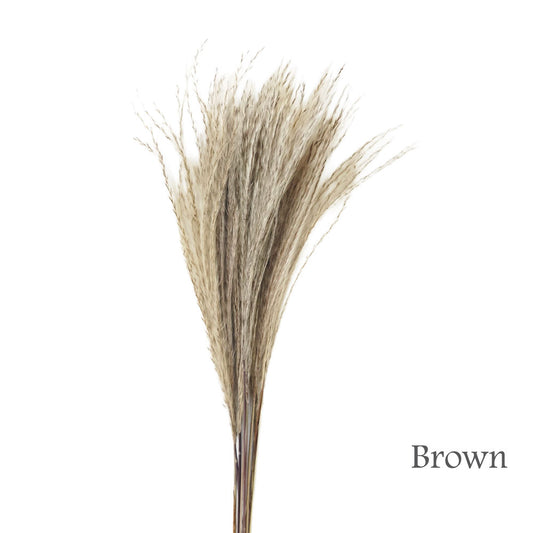 Dried Silver Grass #DFO30