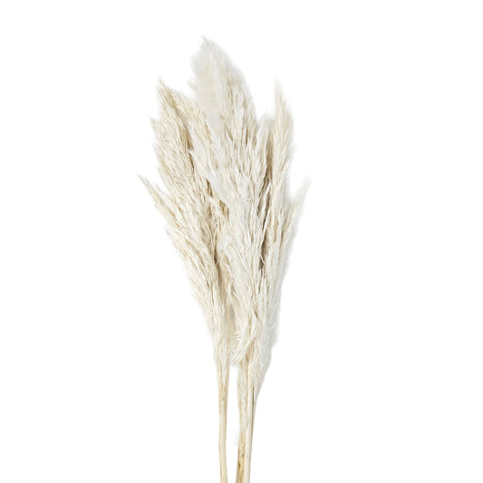 Dried Small Pampas #DFO31