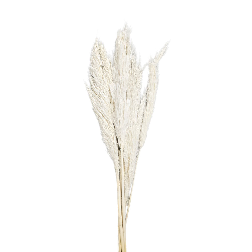 Dried Mini Pampas #DFO32