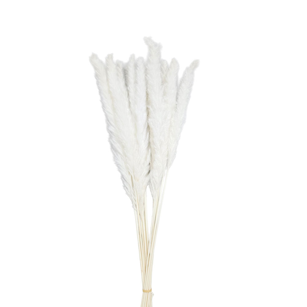 Dried Silver Grass #DFO33