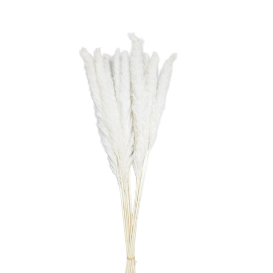 Dried Silver Grass #DFO33