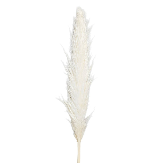 Dried Bleached White Pampas #DFO34