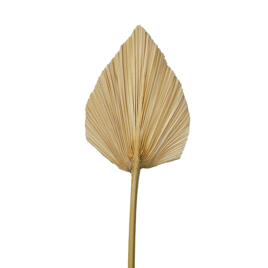 Dried Palm Leave (Small) #DFO5