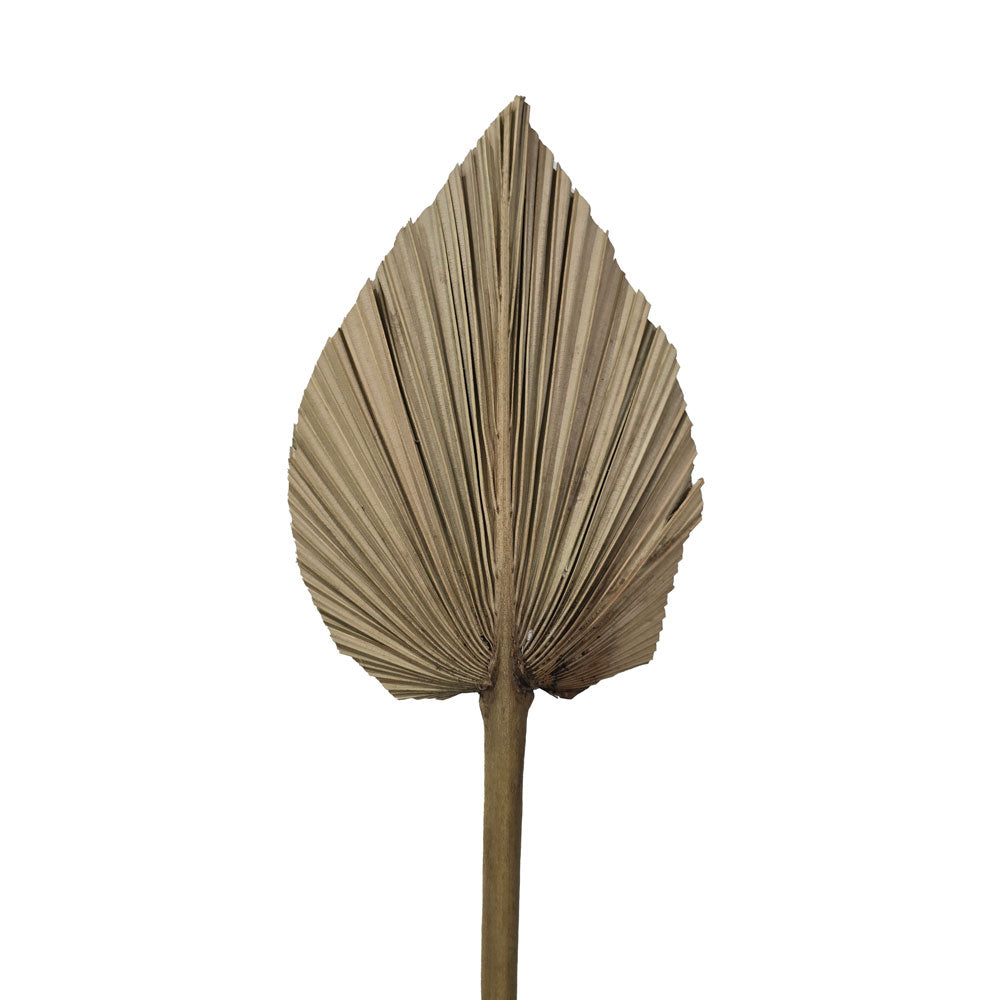 Dried Palm Leave (Small) #DFO5