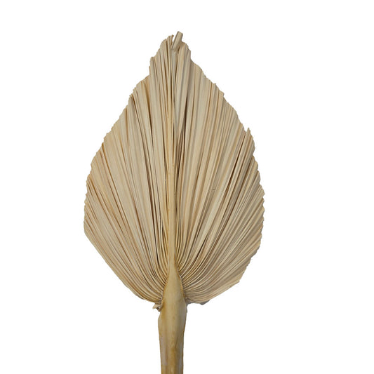 Dried Palm Leave (Medium) #DFO6