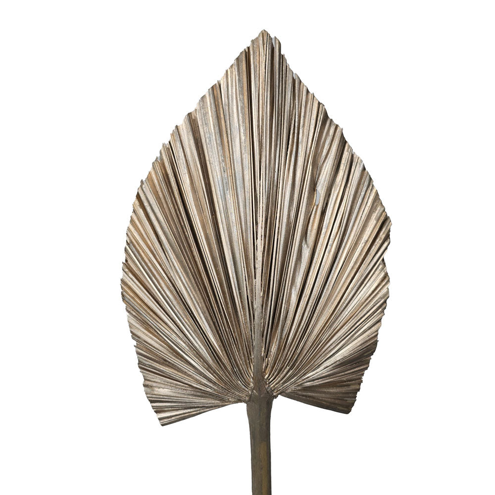 Dried Palm Leave (Medium) #DFO6