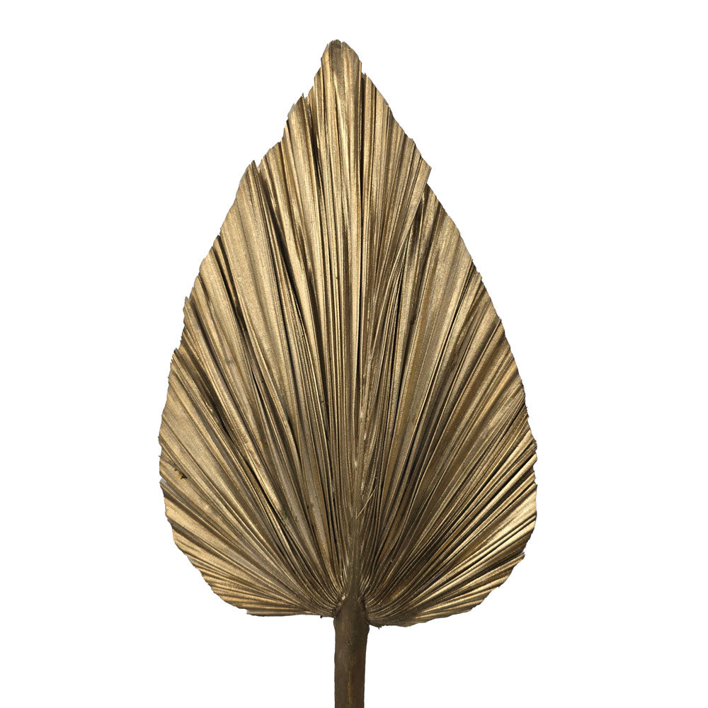 Dried Palm Leave (Medium) #DFO6