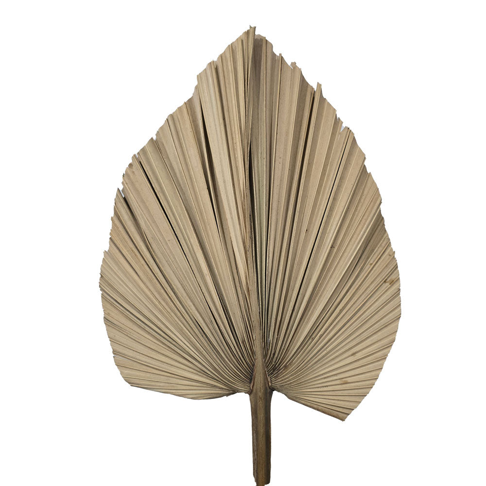 Dried Palm Leave (Medium) #DFO6