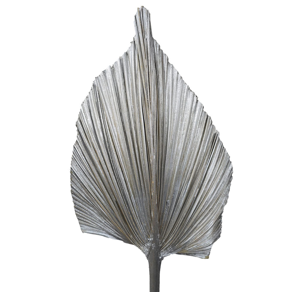 Dried Palm Leave (Medium) #DFO6