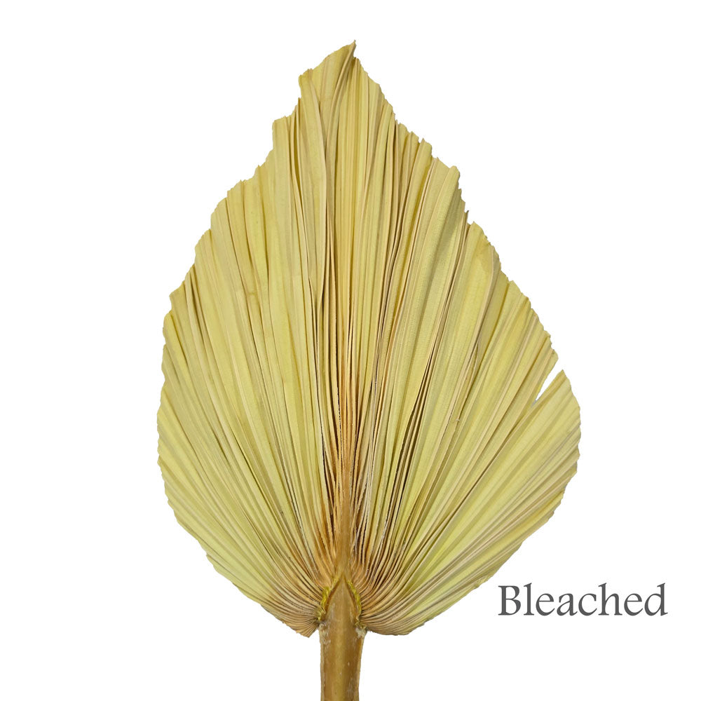 Dried Palm Leave (Large) #DFO7