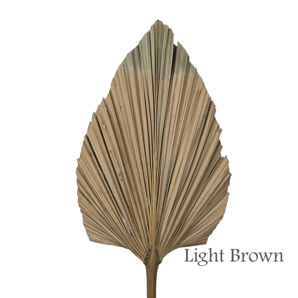 Dried Palm Leave (Large) #DFO7