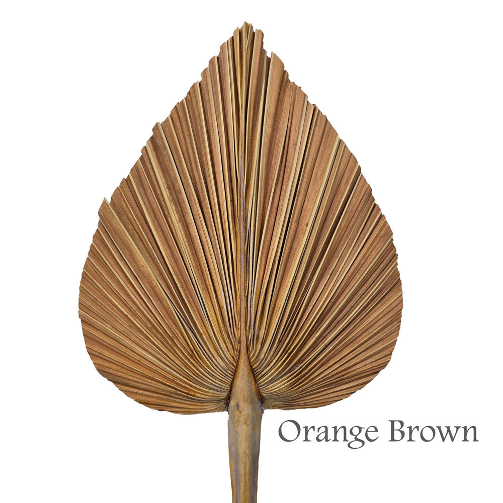 Dried Palm Leave (Large) #DFO7