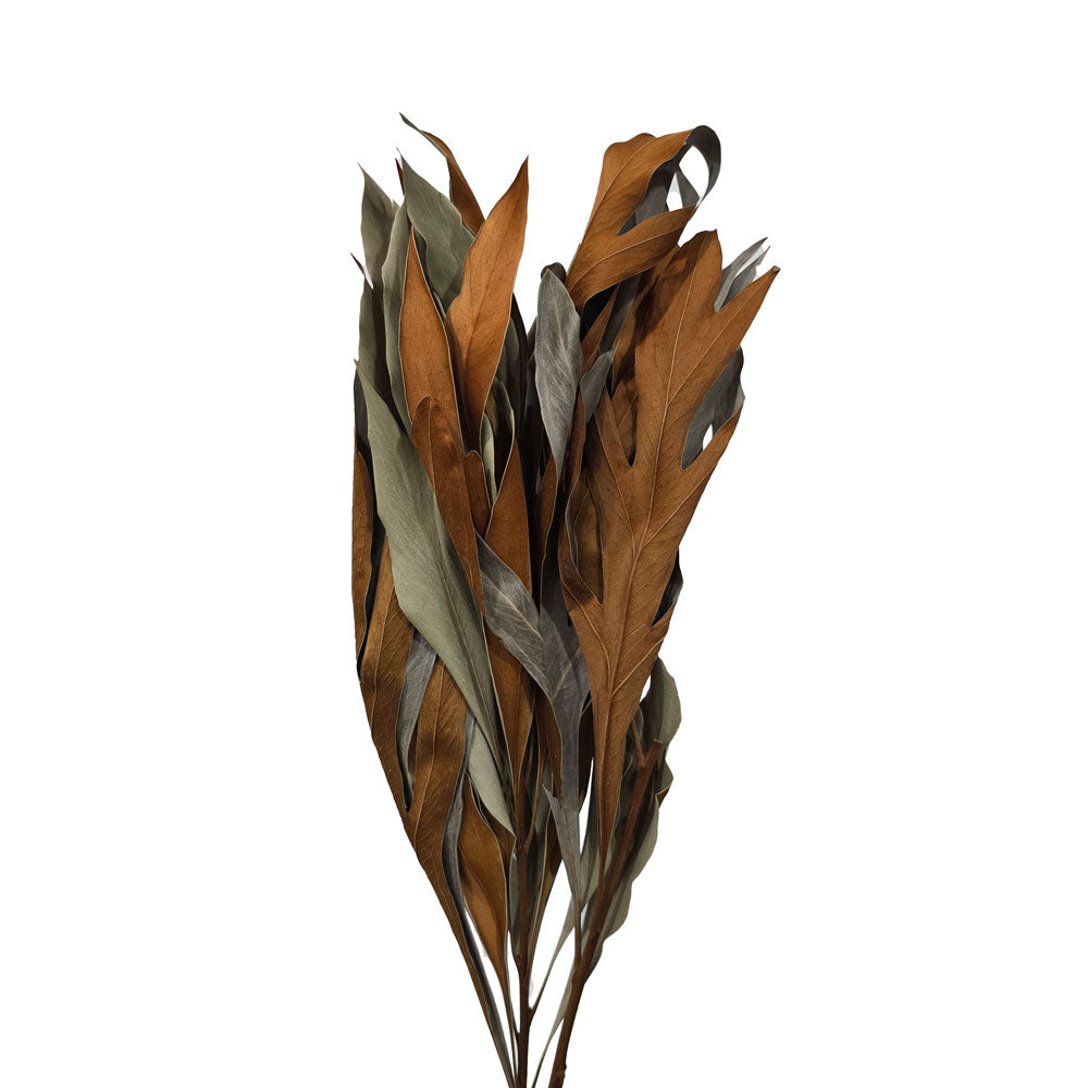 Dried 2 Tone Leaves #DFO1