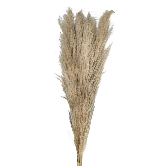 Dried Pampas (Female) #DFO11