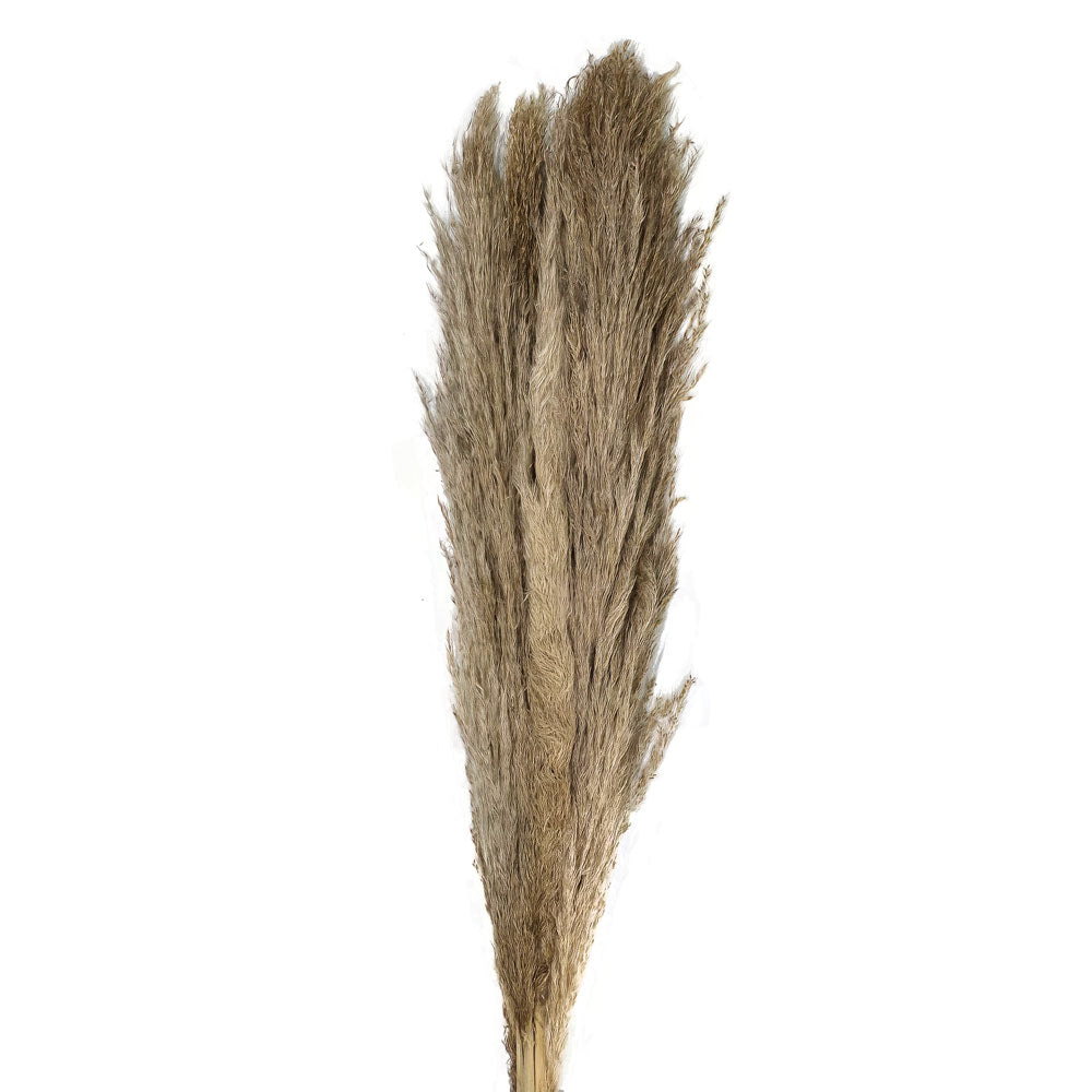 Dried Pampas (Male) #DFO10