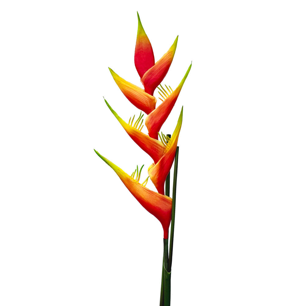 Faux Heliconia #FF104