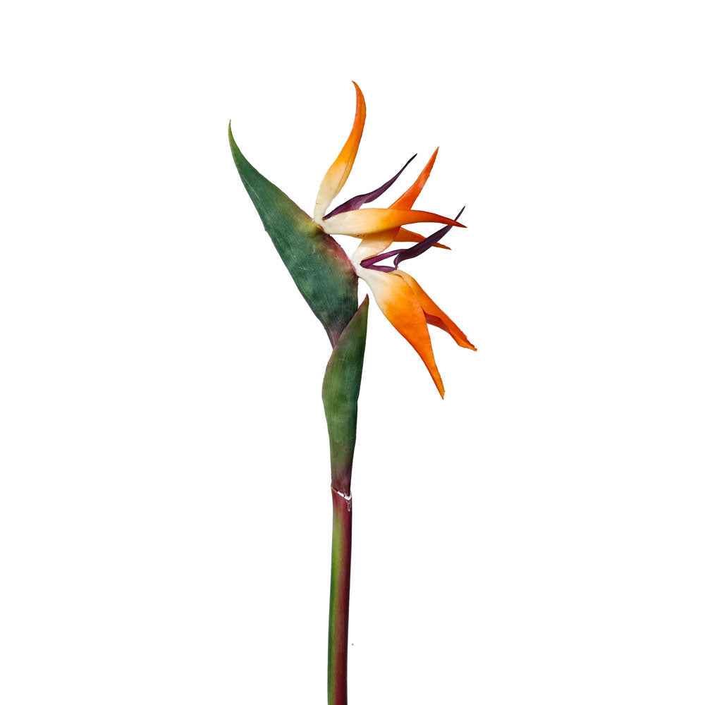 Faux Bird of Paradise Flower #FF105