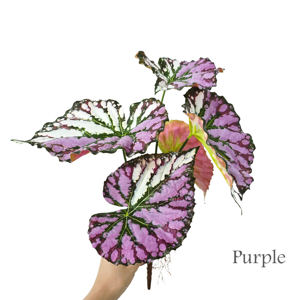 Faux Real-touch Begonia Leaves #FFO205
