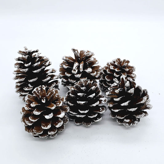 Dried Pine Cone (Pack of 6)