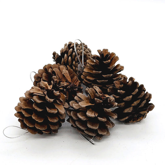 Dried Pine Cone (Pack of 6)