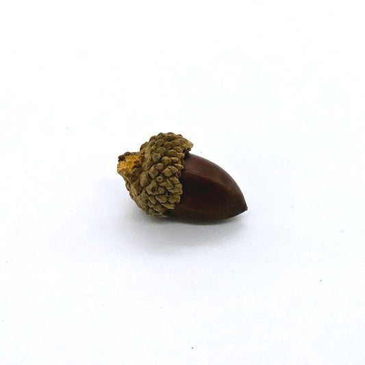 Dried Acorn