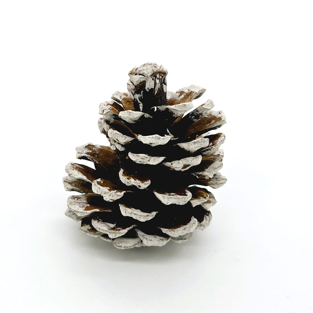 Dried White Frosted Pine Cone