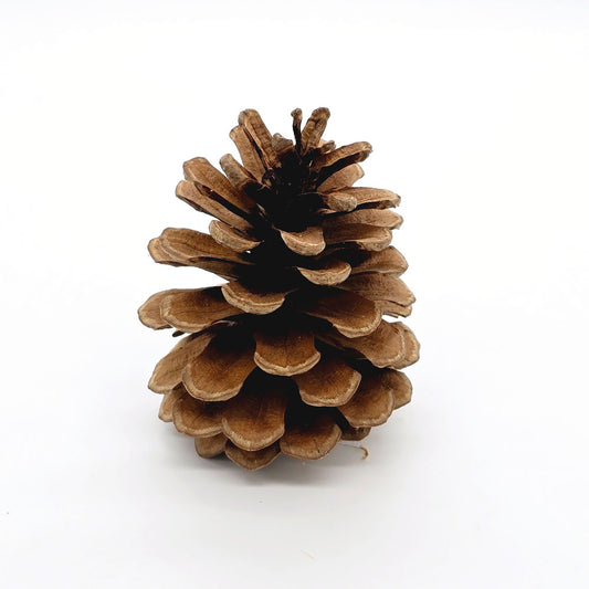 Dried Pine Cone