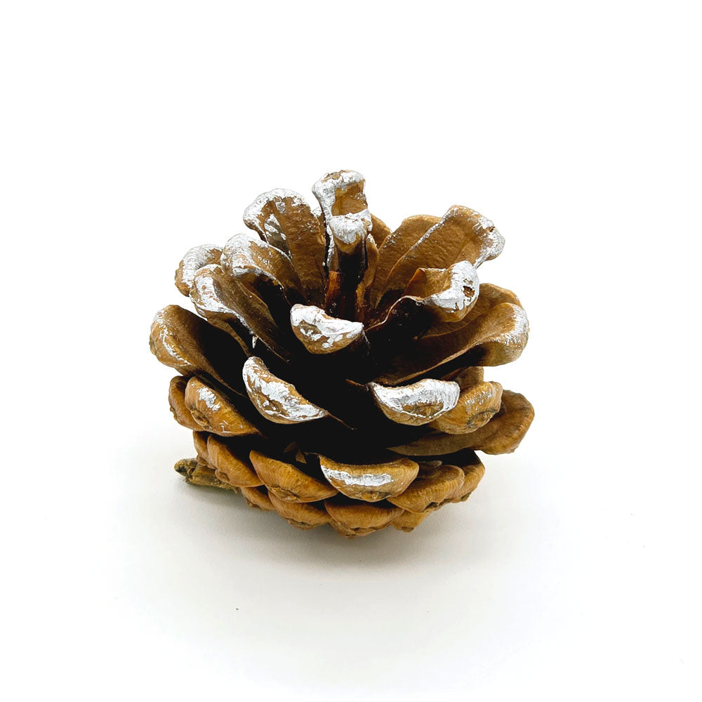 Dried Silver Frosted Pine Cone