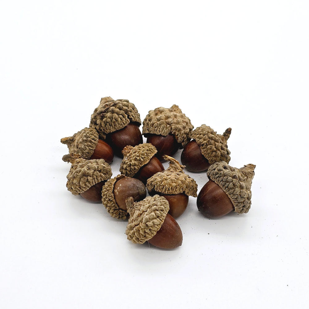 Dried Acorn (Pack of 10)