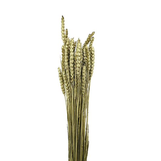 Golden Holland Dried Wheat #G32