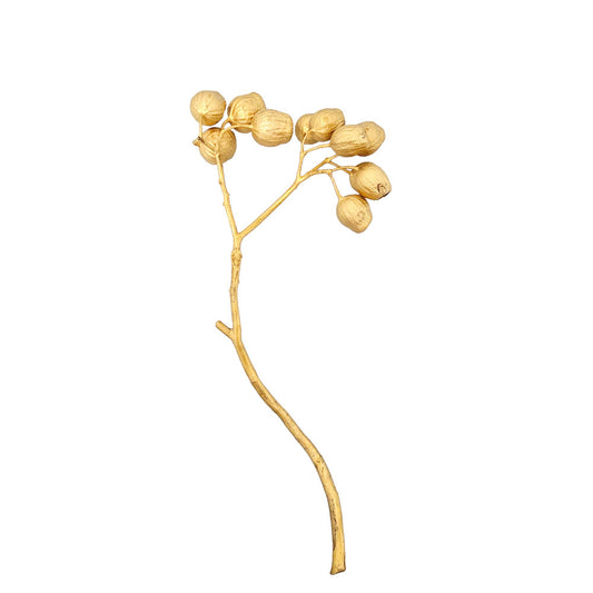 Golden Dried Giant Eucalyptus Seeds #G38