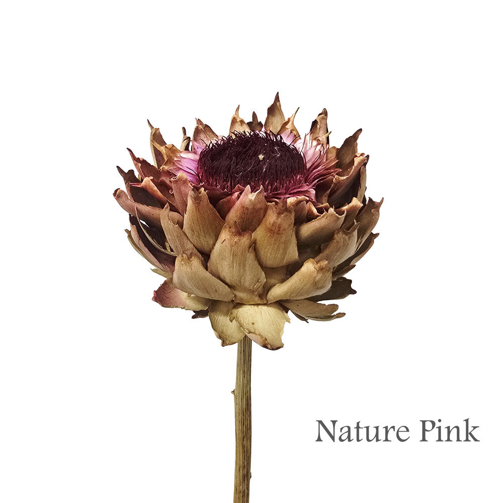 Preserved Artichoke Flowers #PF15