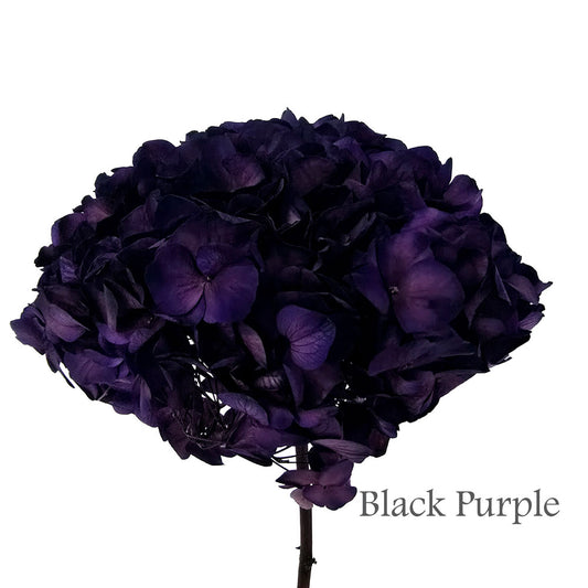 Preserved Hydrangea #PF1 - Black Purple