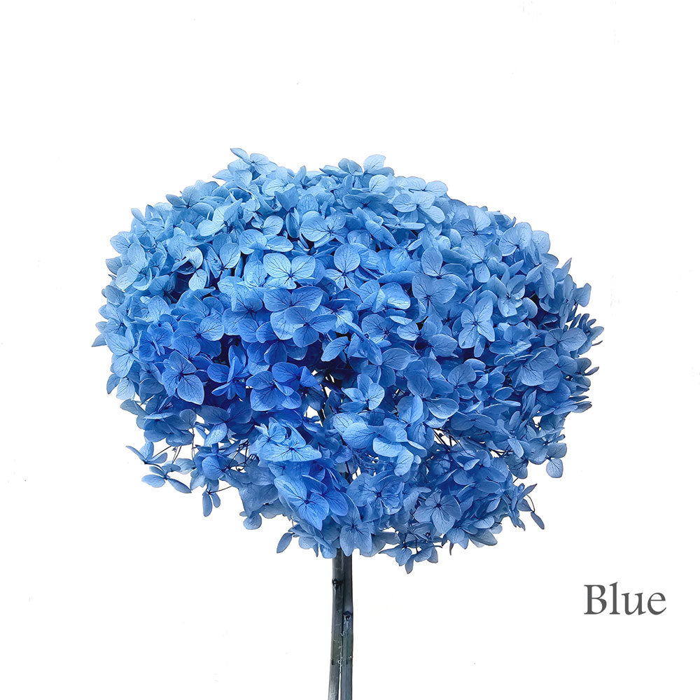 Preserved Hydrangea #PF1 - Blue