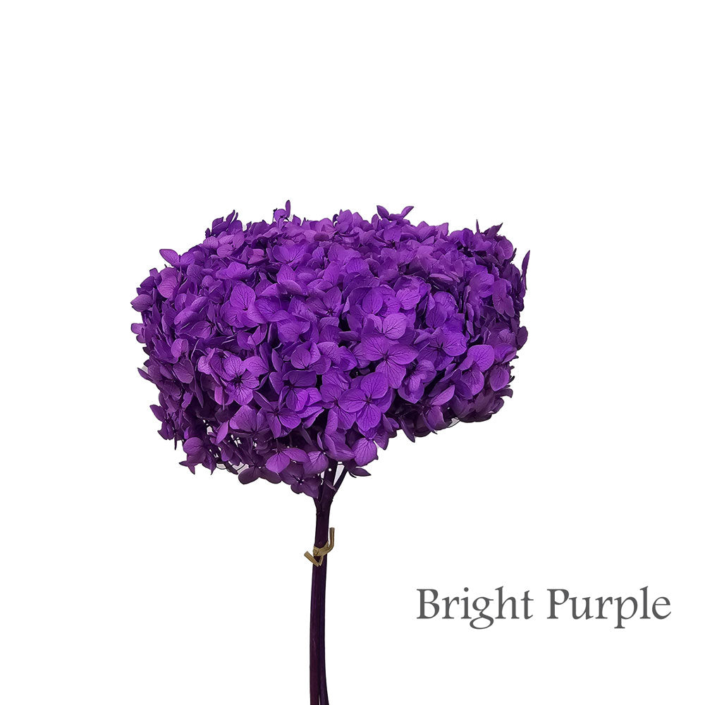 Preserved Hydrangea #PF1 - Bright Purple