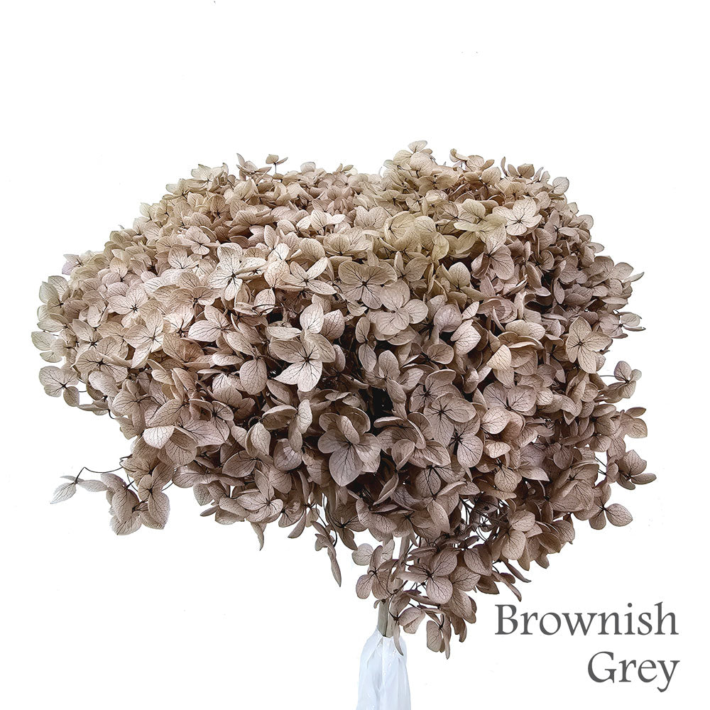 Preserved Hydrangea #PF1 - Brownish Grey