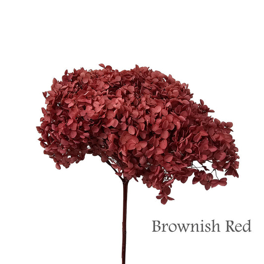 Preserved Hydrangea #PF1 - Brownish Red