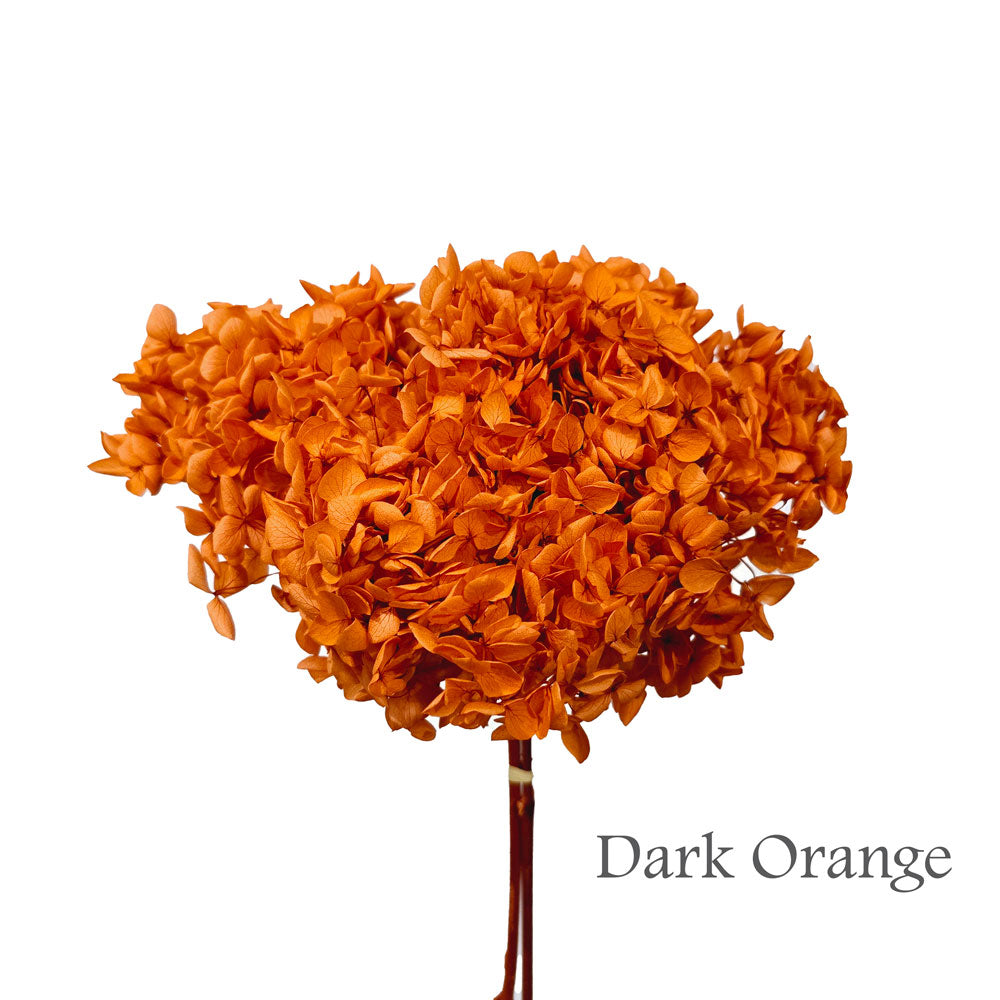 Preserved Hydrangea #PF1 - Dark Orange