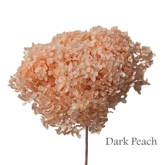 Preserved Hydrangea #PF1 - Dark Peach