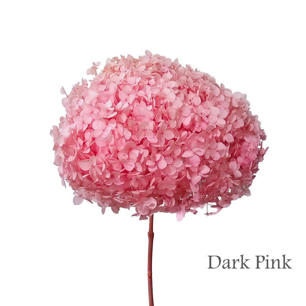 Preserved Hydrangea #PF1 - Dark Pink