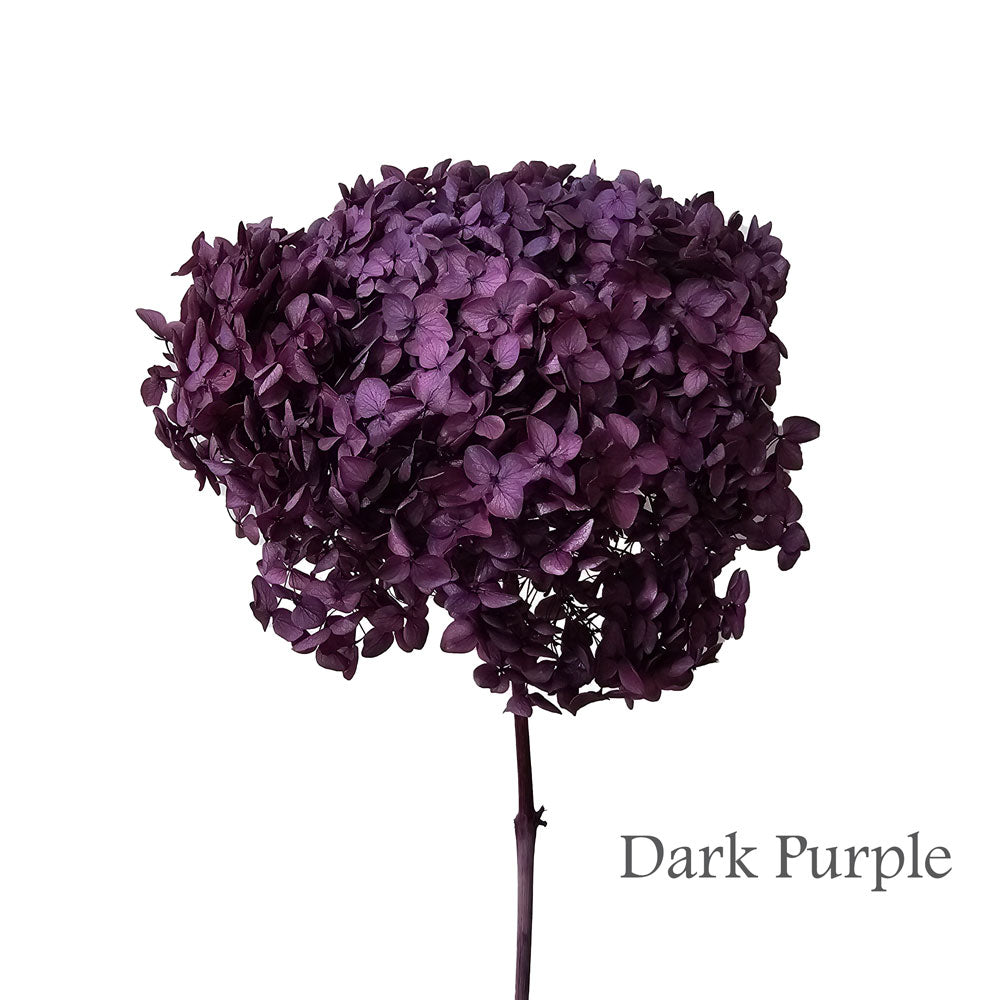 Preserved Hydrangea #PF1 - Dark Purple