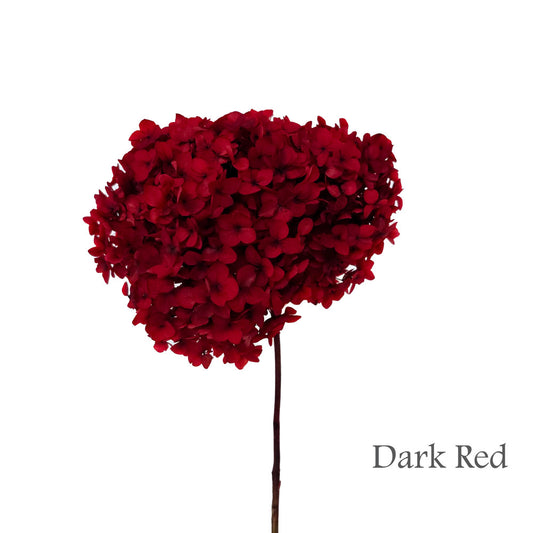 Preserved Hydrangea #PF1 - Dark Red