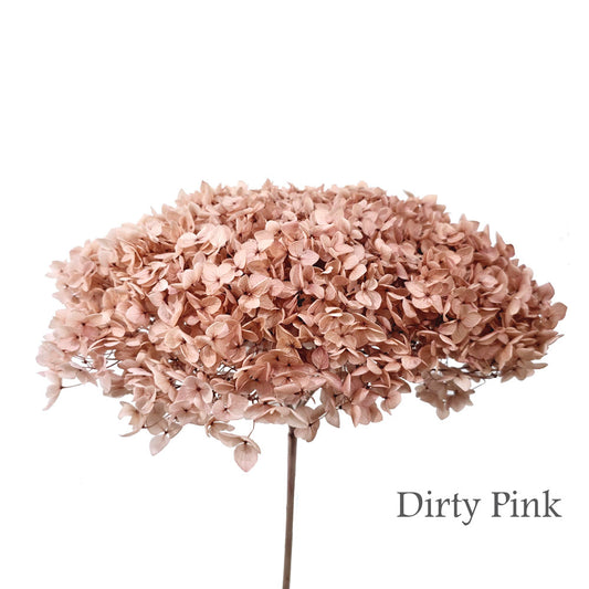 Preserved Hydrangea #PF1 - Dirty Pink