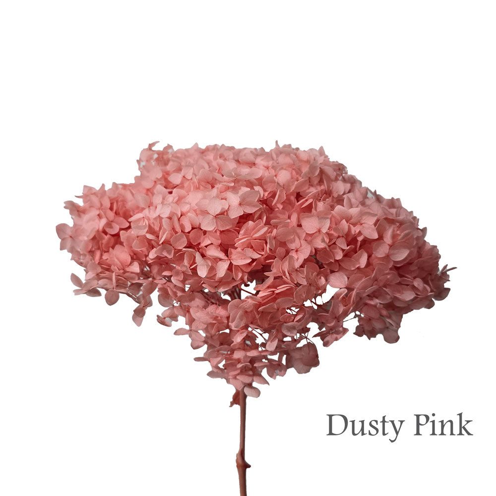 Preserved Hydrangea #PF1 - Dusty Pink