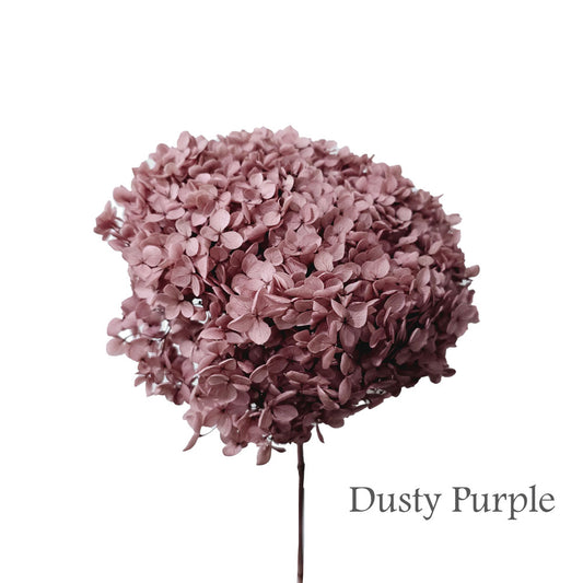 Preserved Hydrangea #PF1 - Dusty Purple